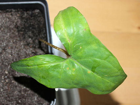 Anchomanes difformis - young plant with an undivided leaf 2013-02-09
