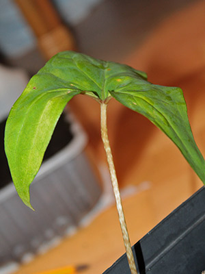 Anchomanes difformis - young plant with an undivided leaf 2013-02-10