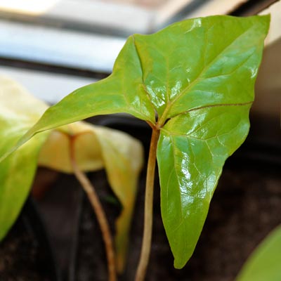 Anchomanes difformis - the next leaf, visible 'crack' which will divide it 2013-04-23