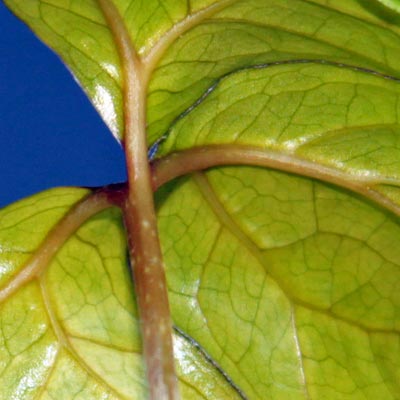 Anchomanes difformis - the next leaf, visible 'crack' which will divide it 2013-04-23