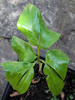 Anchomanes difformis - 'cracks' and 'cuts' divide leaf more and more 2013-08-04