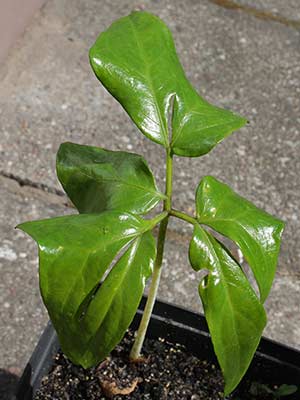 Anchomanes difformis - 'cracks' and 'cuts' divide leaf more and more 2013-08-04