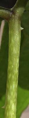 Anchomanes difformis - upper part of the petiole - see the first spikes 2013-08-04