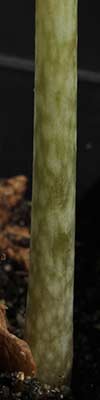 Anchomanes difformis - lower part of the petiole 2013-08-04