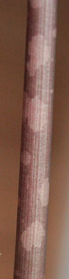 Amorphophallus thaiensis 21-04-2012