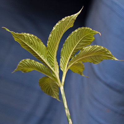 Amorphophallus yunnanensis 21-04-2012