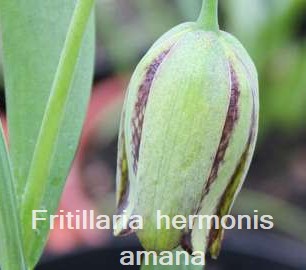 Fritillaria hermonis amana