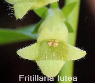 Digitali lutea