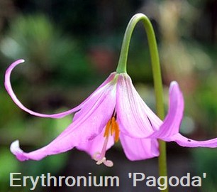 Erythronium revolutum